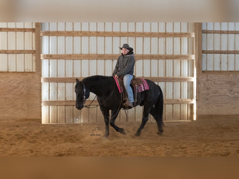 Arbeitspferd Mix Wallach 8 Jahre 160 cm Roan-Blue in Fredericksburg