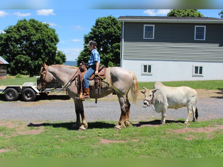 Arbeitspferd Wallach 8 Jahre 160 cm Roan-Red in Everett PA