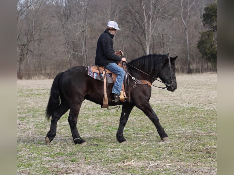 Arbeitspferd Wallach 8 Jahre 163 cm Rappe in Thompkinsville KY