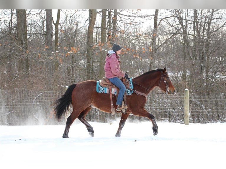 Arbeitspferd Wallach 8 Jahre 163 cm Roan-Bay in Howell MI