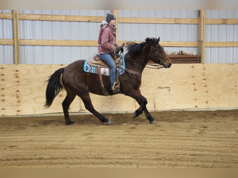 Arbeitspferd Wallach 8 Jahre 163 cm Roan-Bay in Howell MI