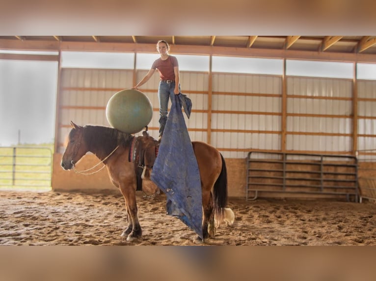 Arbeitspferd Mix Wallach 8 Jahre 163 cm Roan-Bay in Ponder