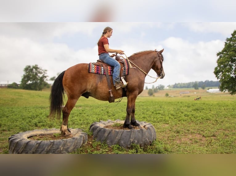 Arbeitspferd Mix Wallach 8 Jahre 163 cm Roan-Bay in Ponder