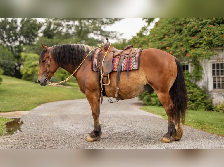 Arbeitspferd Mix Wallach 8 Jahre 163 cm Roan-Bay in Ponder