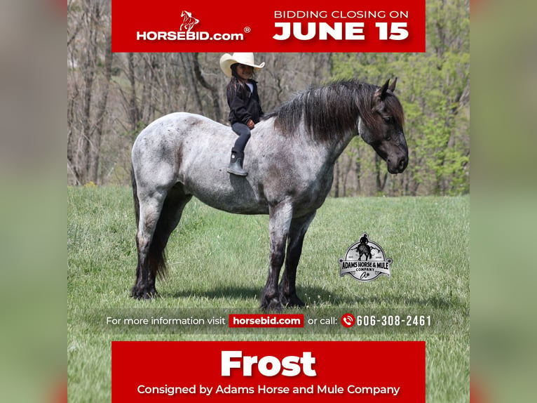Arbeitspferd Mix Wallach 8 Jahre 163 cm Roan-Blue in Mount Vernon