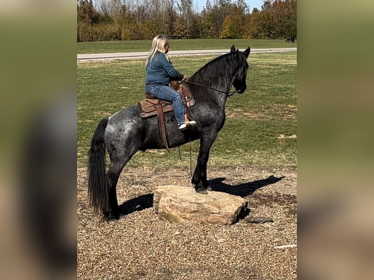 Arbeitspferd Mix Wallach 8 Jahre 163 cm Roan-Blue in Henderson, KY