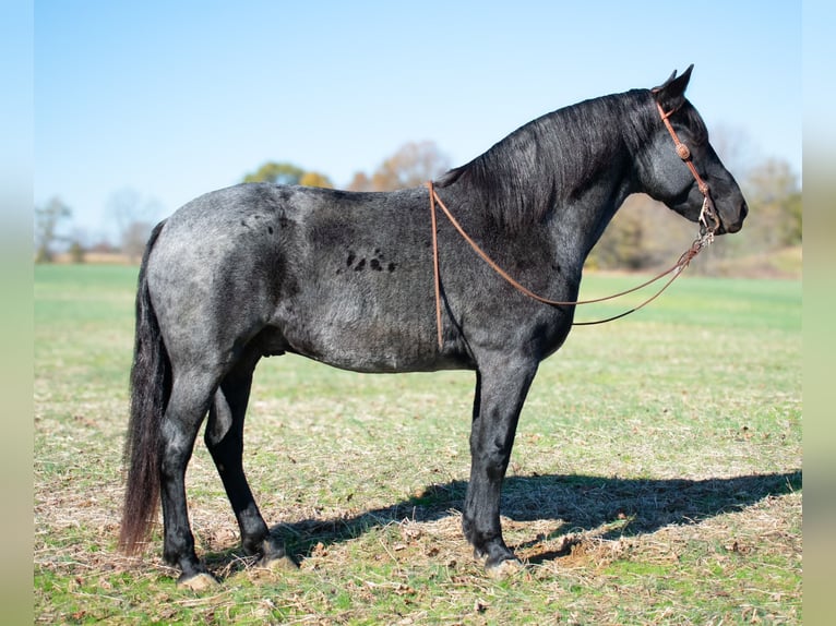 Arbeitspferd Mix Wallach 8 Jahre 163 cm Roan-Blue in Henderson, KY