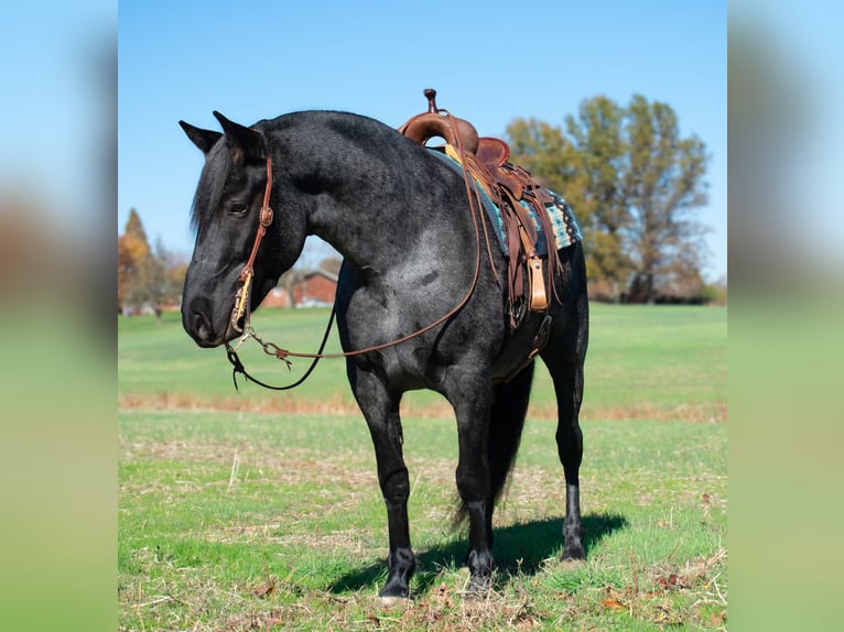 Arbeitspferd Mix Wallach 8 Jahre 163 cm Roan-Blue in Henderson, KY