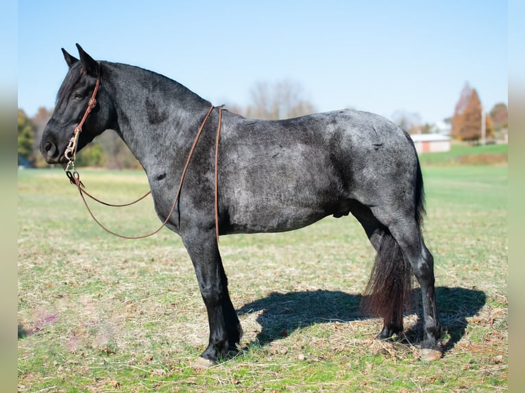 Arbeitspferd Mix Wallach 8 Jahre 163 cm Roan-Blue in Henderson, KY