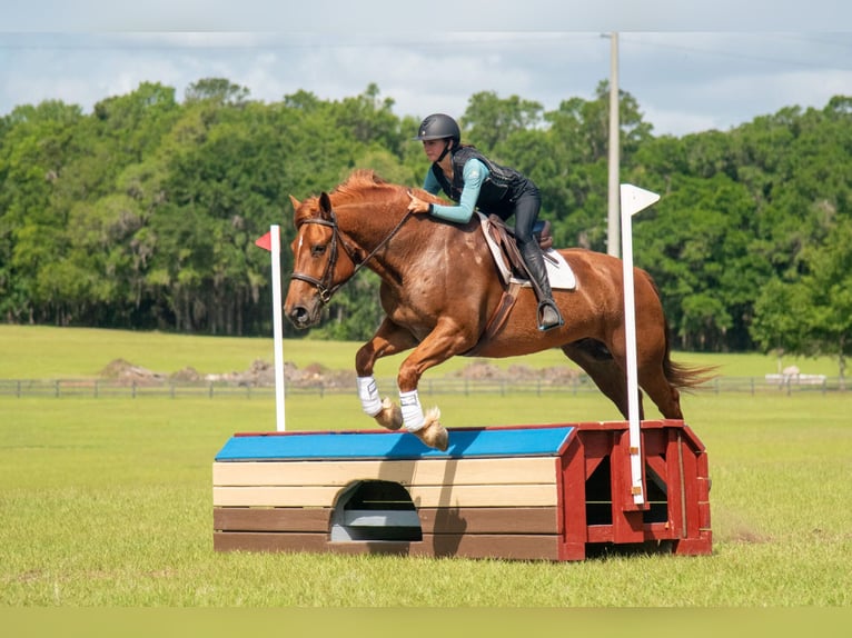 Arbeitspferd Mix Wallach 8 Jahre 163 cm Rotfuchs in Ocala