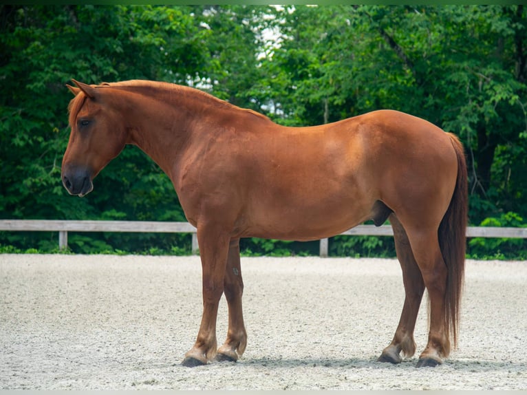 Arbeitspferd Mix Wallach 8 Jahre 163 cm Rotfuchs in Ocala