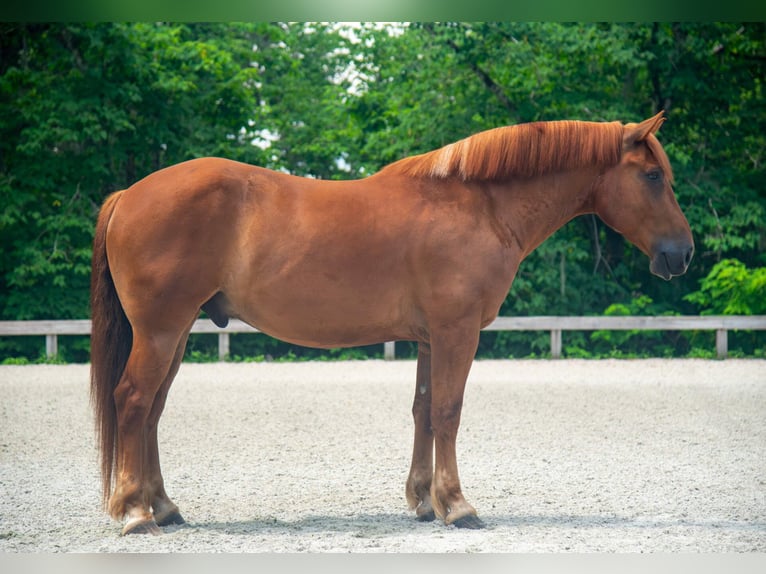 Arbeitspferd Mix Wallach 8 Jahre 163 cm Rotfuchs in Ocala