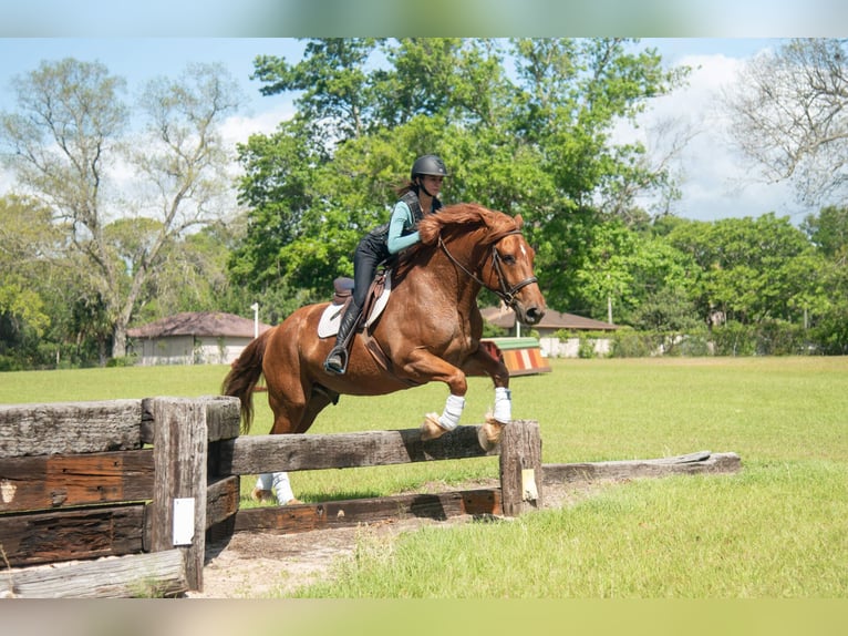 Arbeitspferd Mix Wallach 8 Jahre 163 cm Rotfuchs in Ocala