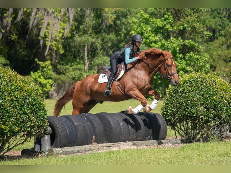 Arbeitspferd Mix Wallach 8 Jahre 163 cm Rotfuchs in Ocala