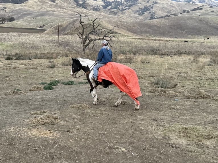 Arbeitspferd Wallach 8 Jahre 163 cm Tobiano-alle-Farben in Paicines Tobiano