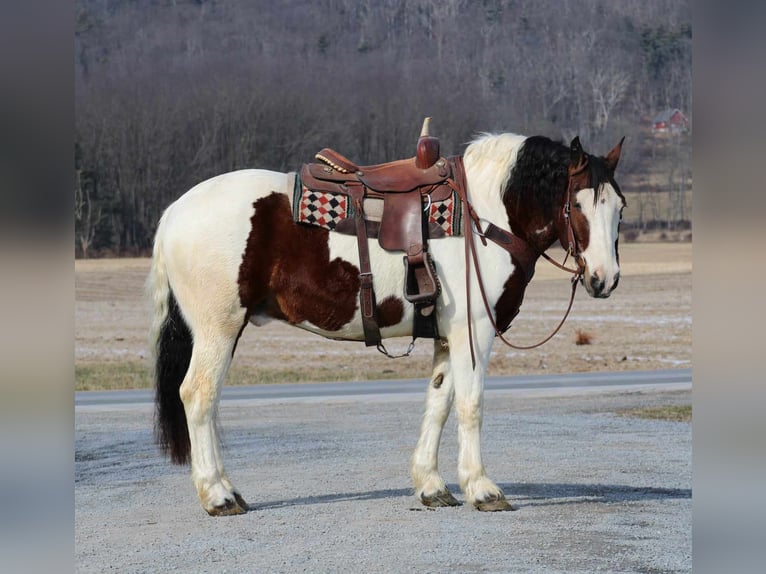 Arbeitspferd Mix Wallach 8 Jahre 163 cm in Rebersburg, PA