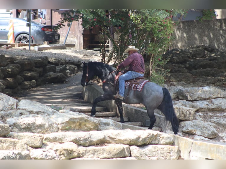 Arbeitspferd Wallach 8 Jahre 165 cm Roan-Blue in Brookesville KY