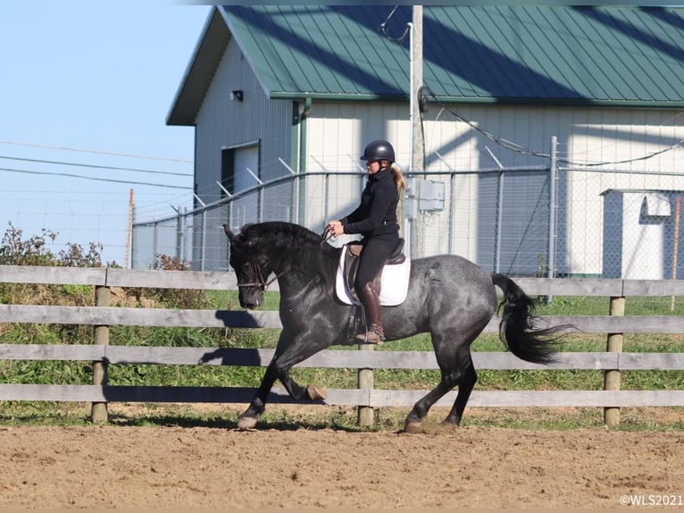 Arbeitspferd Wallach 8 Jahre 165 cm Roan-Blue in Brookesville KY