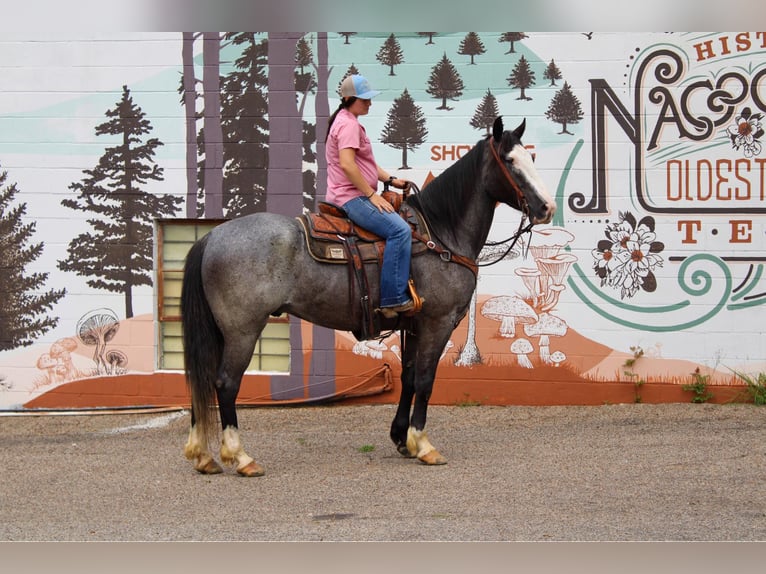 Arbeitspferd Wallach 8 Jahre 165 cm Roan-Blue in Rusk TX