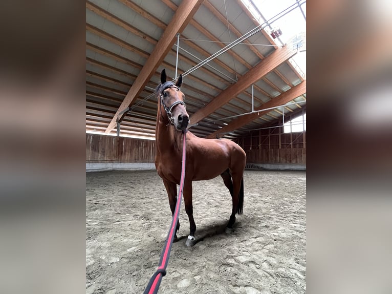 Arbeitspferd Mix Wallach 8 Jahre 166 cm Dunkelbrauner in Freienfeld