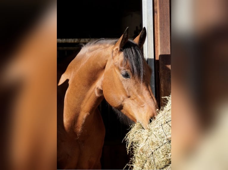 Arbeitspferd Mix Wallach 8 Jahre 166 cm Dunkelbrauner in Freienfeld