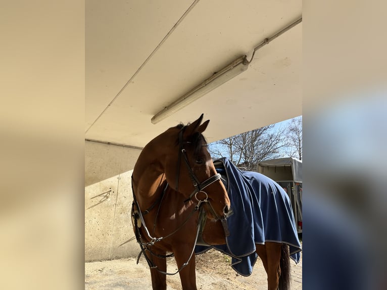 Arbeitspferd Mix Wallach 8 Jahre 166 cm Dunkelbrauner in Freienfeld