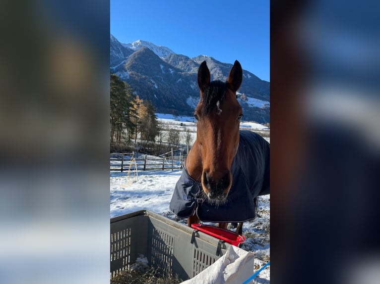 Arbeitspferd Mix Wallach 8 Jahre 166 cm Dunkelbrauner in Freienfeld