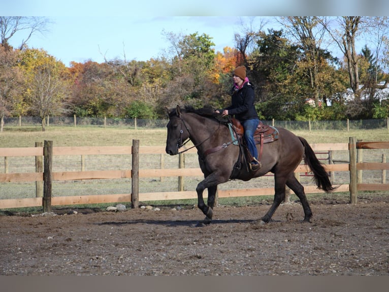 Arbeitspferd Wallach 8 Jahre 168 cm Grullo in Howell MI