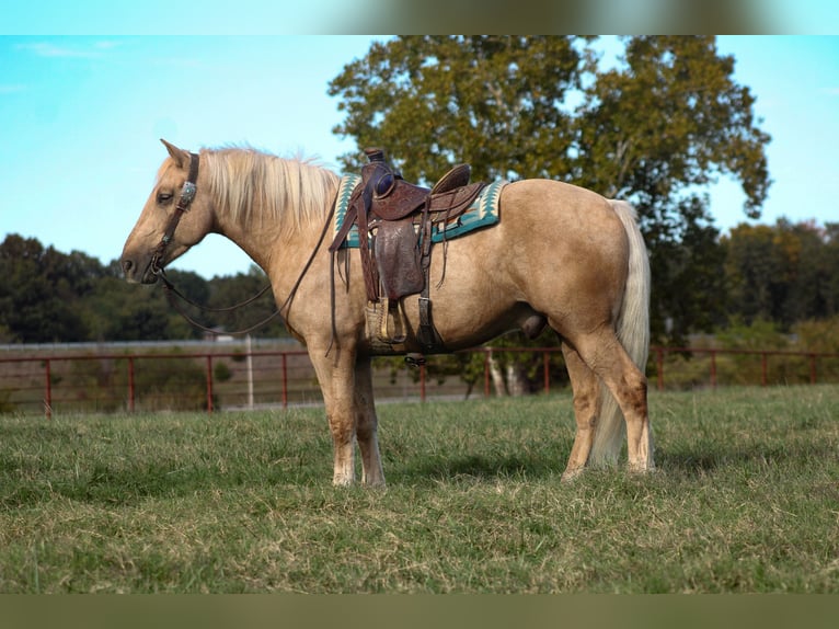 Arbeitspferd Mix Wallach 8 Jahre 168 cm Palomino in Baxter Springs