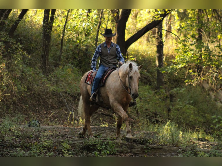 Arbeitspferd Mix Wallach 8 Jahre 168 cm Palomino in Baxter Springs