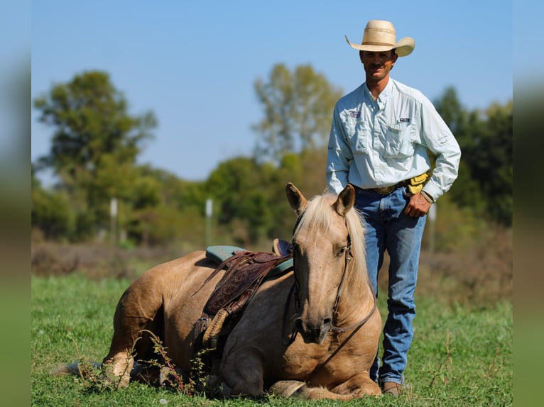 Arbeitspferd Mix Wallach 8 Jahre 168 cm Palomino in Baxter Springs