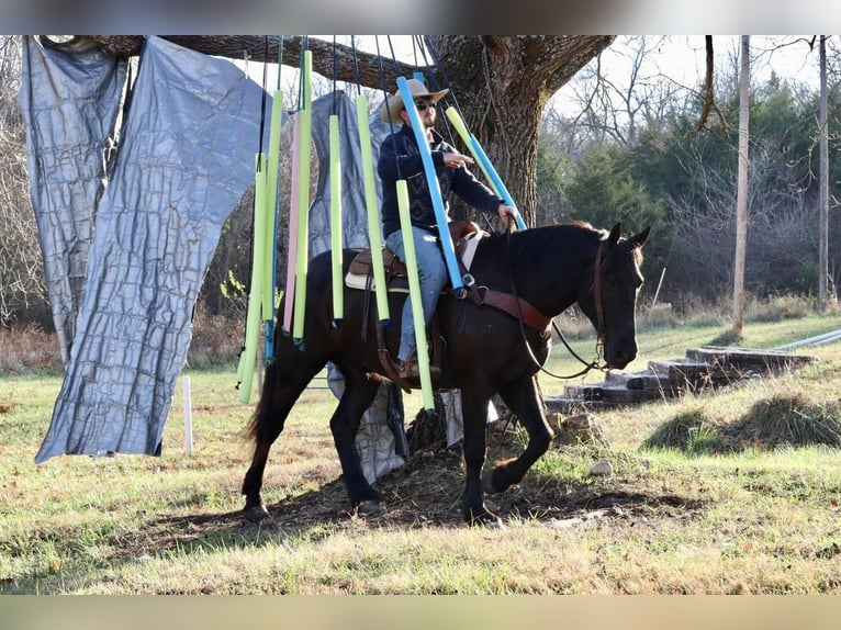 Arbeitspferd Mix Wallach 8 Jahre 168 cm Rappe in Mt Vernon, MO