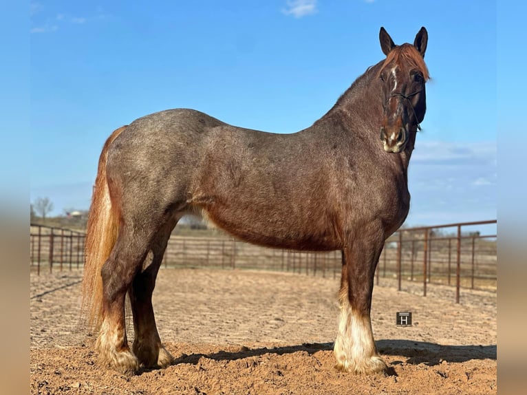 Arbeitspferd Wallach 8 Jahre 168 cm Roan-Red in Jacksboro TX