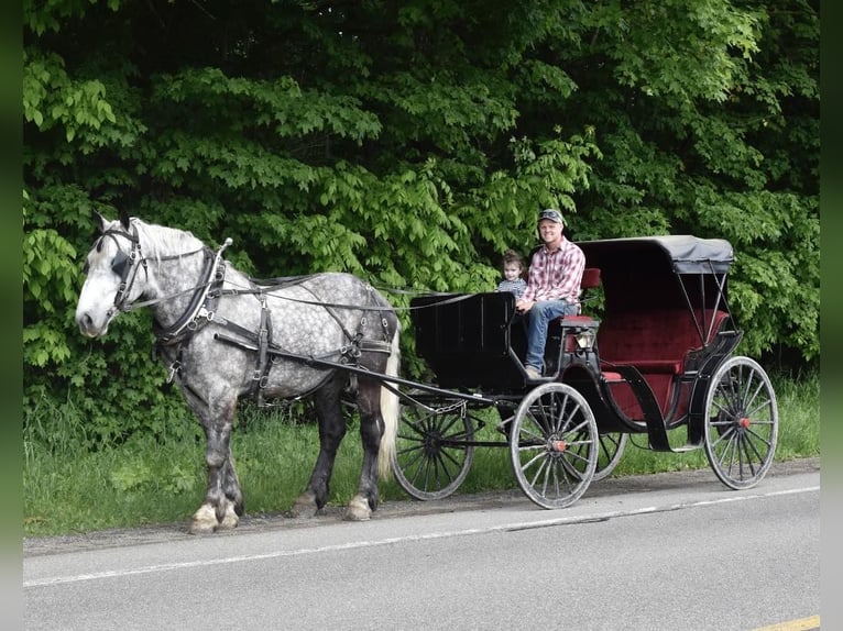 Arbeitspferd Wallach 8 Jahre 170 cm Apfelschimmel in Warsaw, NY