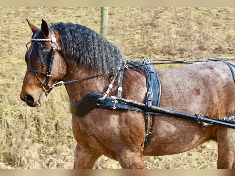 Arbeitspferd Mix Wallach 8 Jahre 170 cm Roan-Bay in Fresno