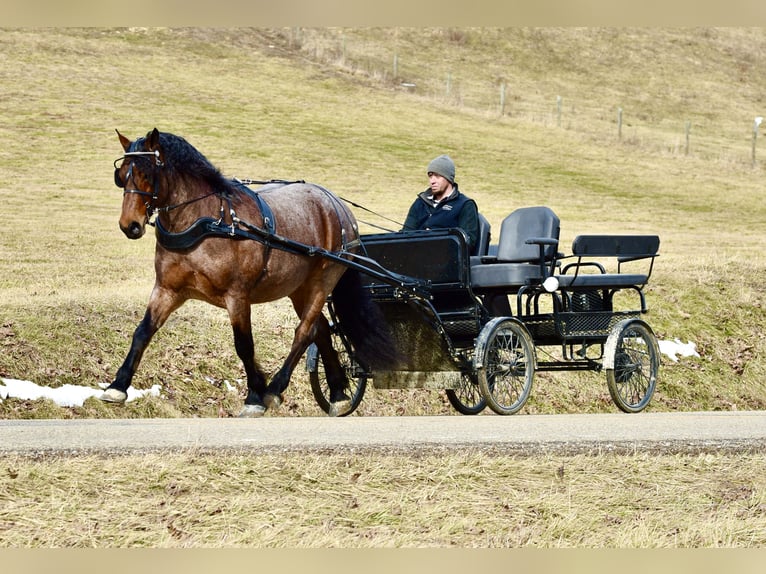 Arbeitspferd Mix Wallach 8 Jahre 170 cm Roan-Bay in Fresno