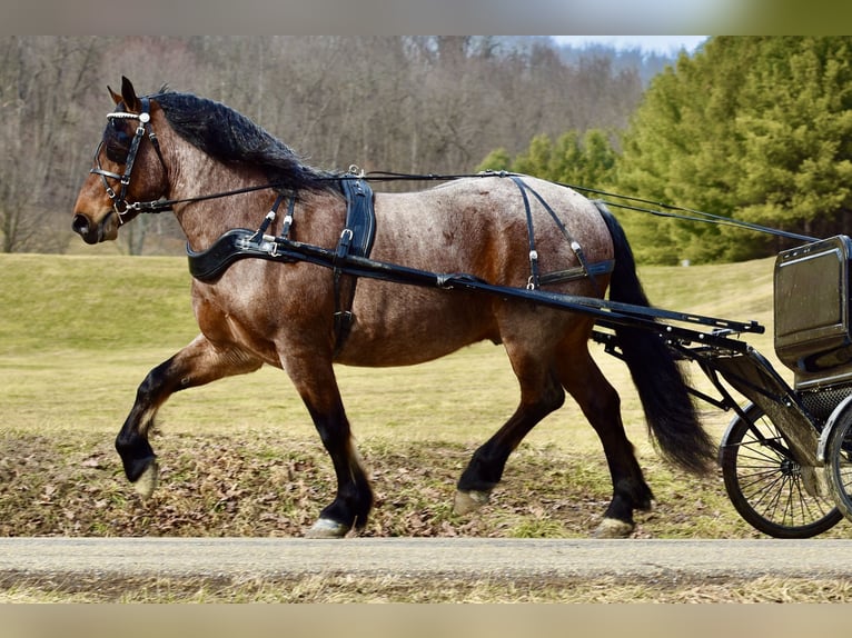 Arbeitspferd Mix Wallach 8 Jahre 170 cm Roan-Bay in Fresno