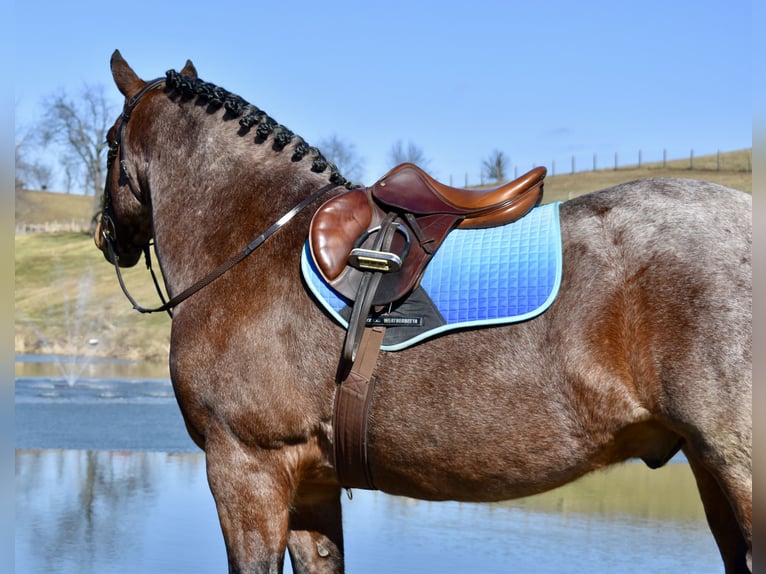 Arbeitspferd Mix Wallach 8 Jahre 170 cm Roan-Bay in Fresno