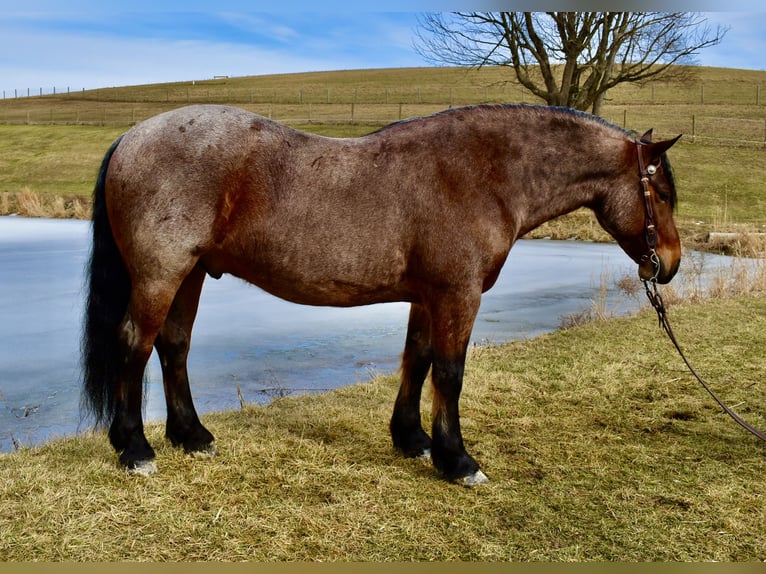 Arbeitspferd Mix Wallach 8 Jahre 170 cm Roan-Bay in Fresno