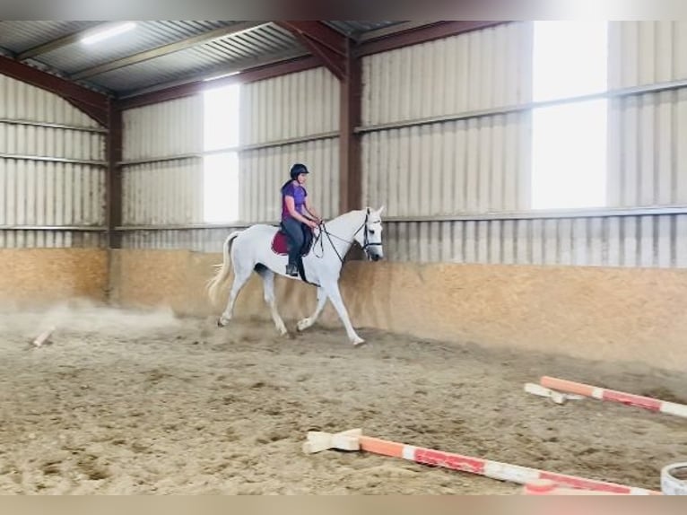 Arbeitspferd Wallach 8 Jahre 177 cm Schimmel in Sligo