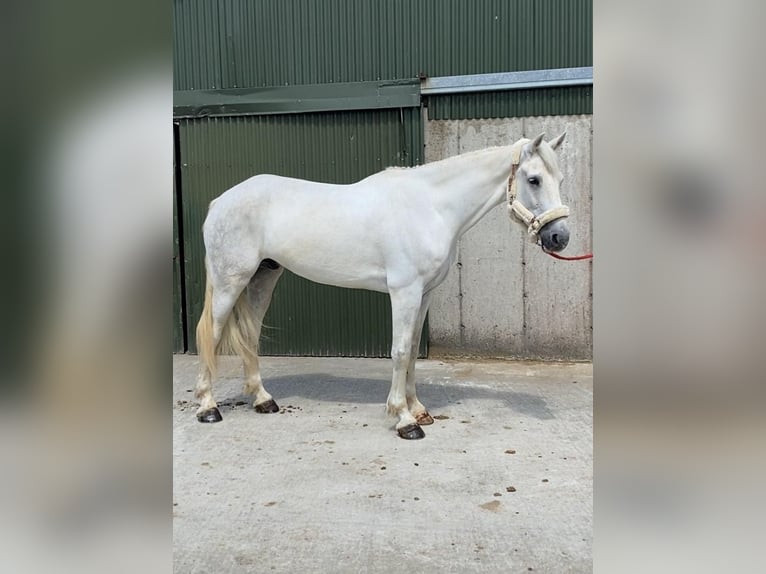 Arbeitspferd Wallach 8 Jahre 177 cm Schimmel in Sligo