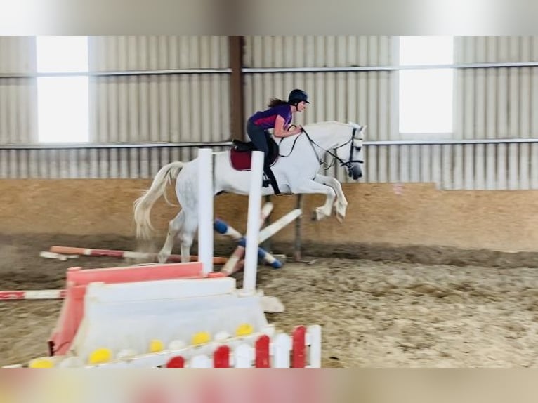 Arbeitspferd Wallach 8 Jahre 177 cm Schimmel in Sligo