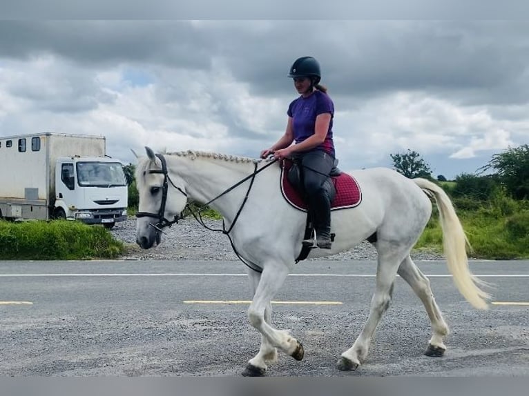 Arbeitspferd Wallach 8 Jahre 177 cm Schimmel in Sligo