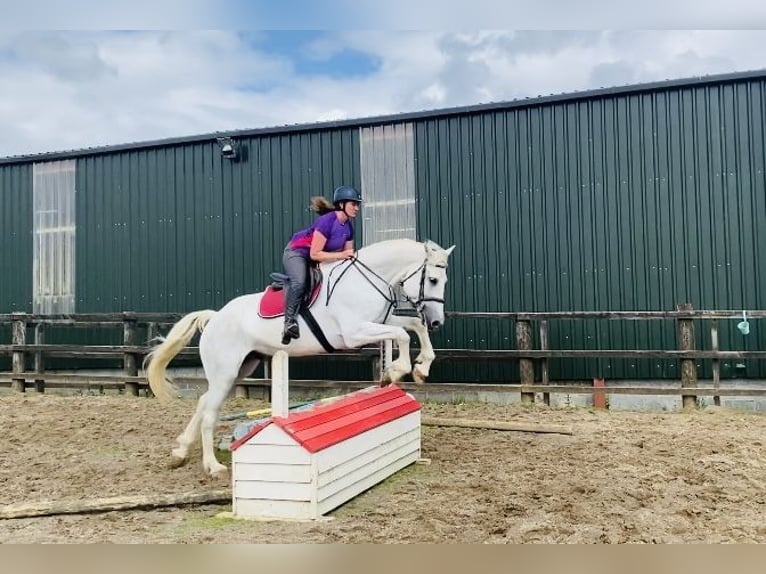 Arbeitspferd Wallach 8 Jahre 177 cm Schimmel in Sligo