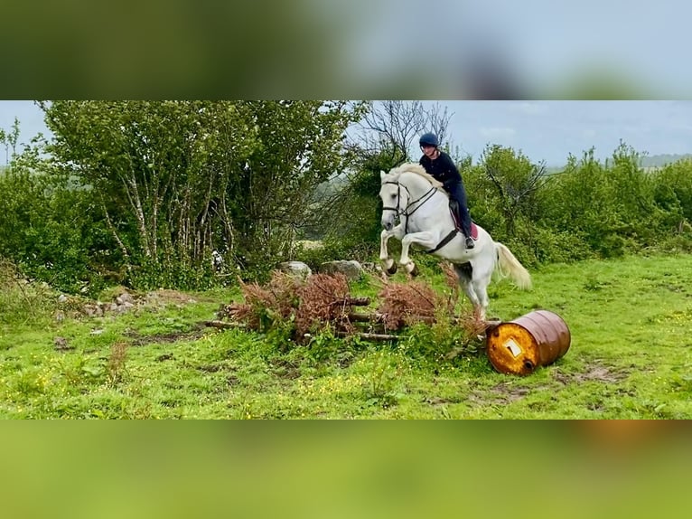 Arbeitspferd Wallach 8 Jahre 177 cm Schimmel in Sligo