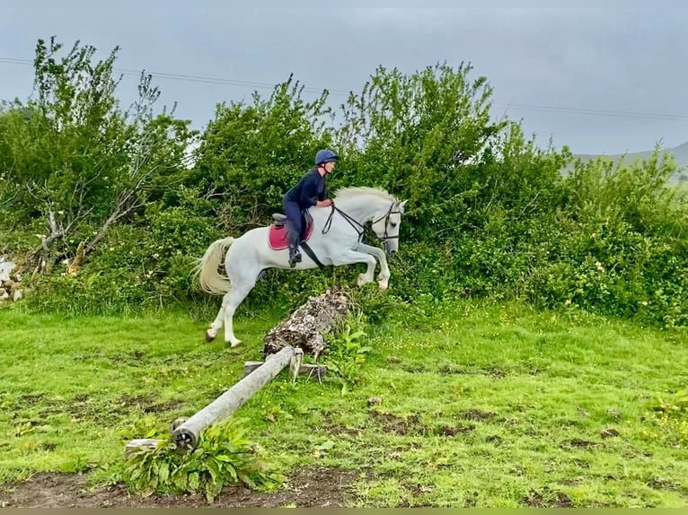 Arbeitspferd Wallach 8 Jahre 177 cm Schimmel in Sligo