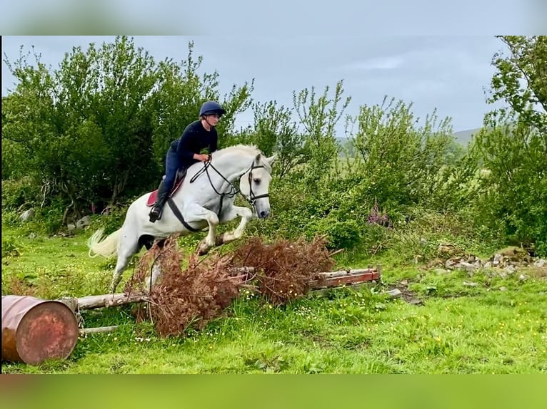 Arbeitspferd Wallach 8 Jahre 177 cm Schimmel in Sligo