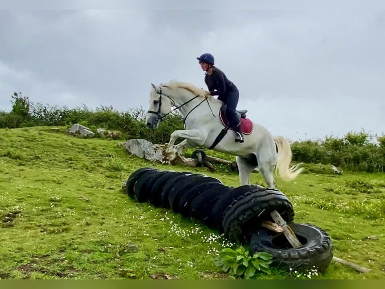 Arbeitspferd Wallach 8 Jahre 177 cm Schimmel in Sligo