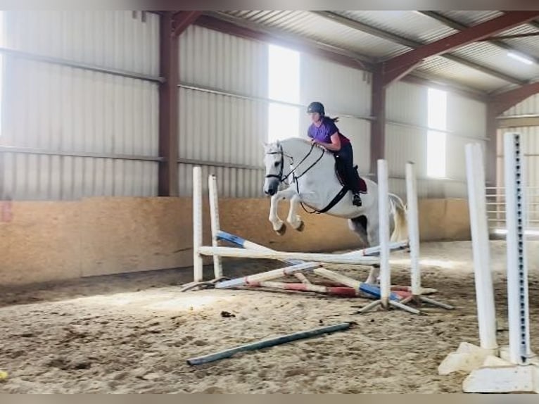 Arbeitspferd Wallach 8 Jahre 177 cm Schimmel in Sligo