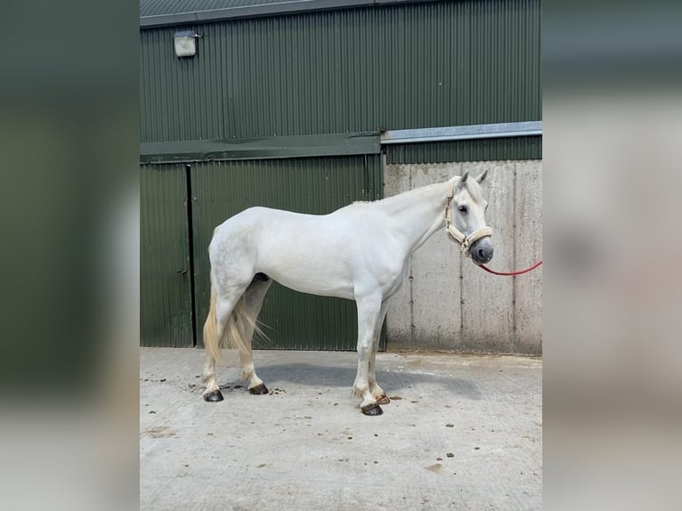 Arbeitspferd Wallach 8 Jahre 177 cm Schimmel in Sligo